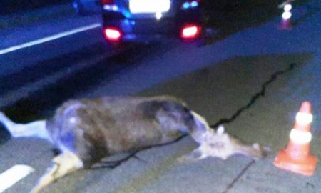 На дороге Барановичи-Ляховичи россиянин на Hyundai насмерть сбил лося