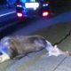 На дороге Барановичи-Ляховичи россиянин на Hyundai насмерть сбил лося