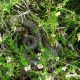Логово медянок: редкий вид змеи - фото