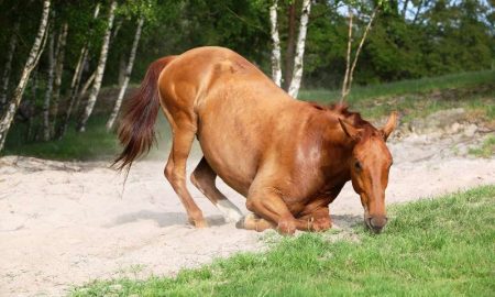 лошадь заболела сибирской язвой - фото