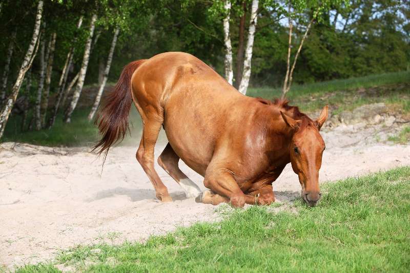 лошадь заболела сибирской язвой - фото