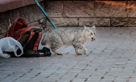 кот-воришка - фото Александр Шатохин