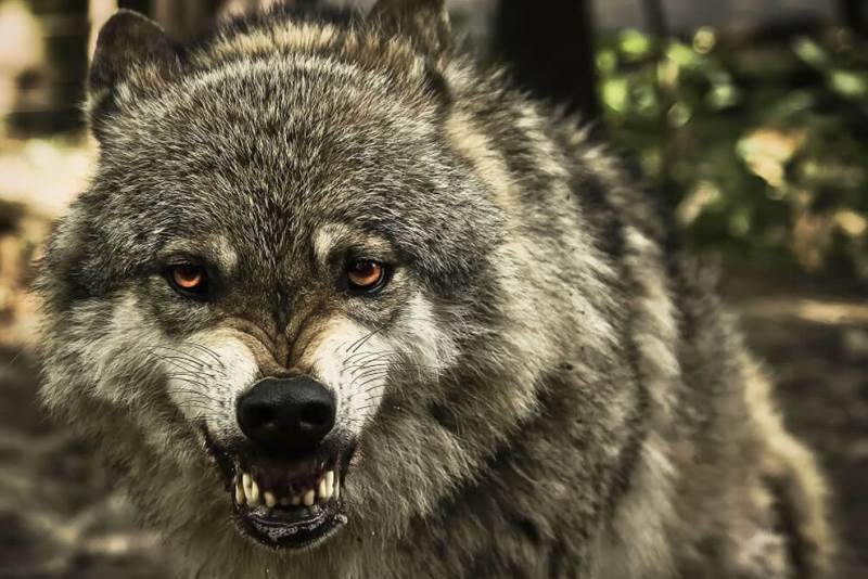 волк напал на деревню - фото