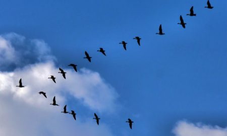 Перелетных птиц заметили в январе - фото