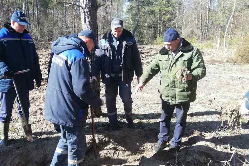 Сотрудники Пинских теплосетей приняли участие в акции «Неделя леса» - фото