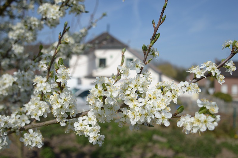 Деревья цветут - фото