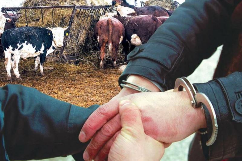 Серия хищений крупного рогатого скота раскрыта в Пинске - фото