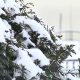 Снег в Пинске - фото