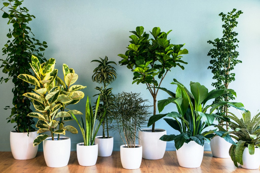 Комнатные растения, фото