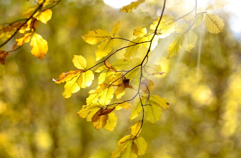 Осенний лист - фото