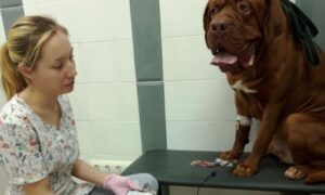 Банки крови для домашних животных