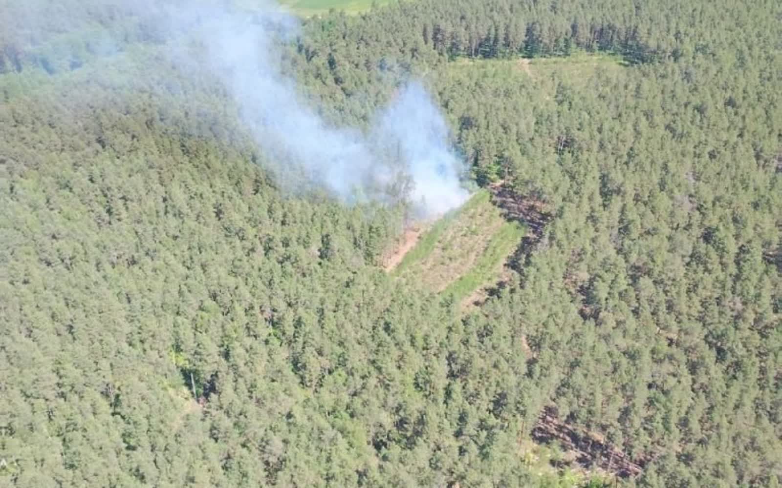Лесной пожар в Пинском лесхозе июнь 2026