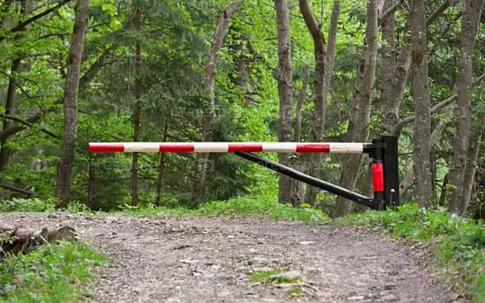 Ограничения на посещение лесов введены во всех районах Беларуси