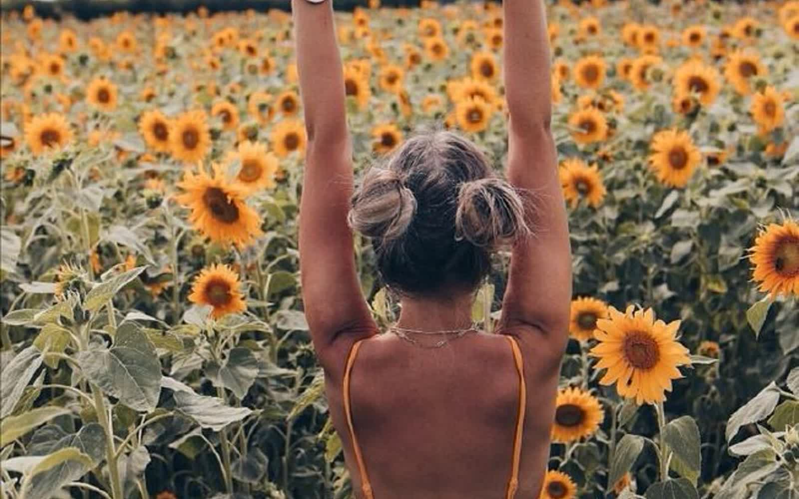 Фотосессии в подсолнухах — штрафы за порчу урожая