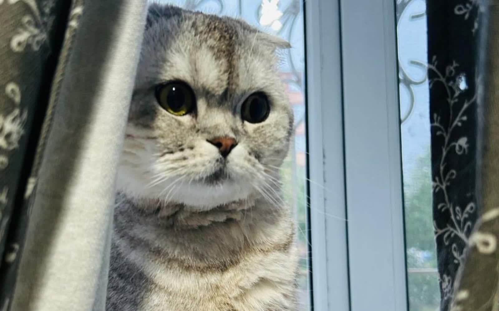 Регистрацию кошек в Беларуси предлагают сделать добровольной
