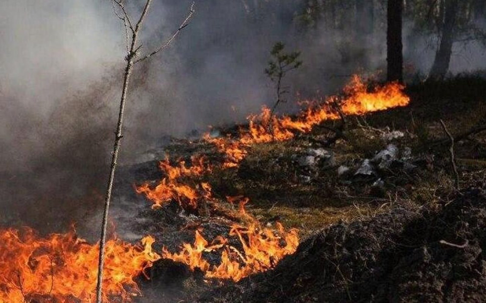 Лесной пожар из Украины перекинулся в Ельский лесхоз Гомельской области