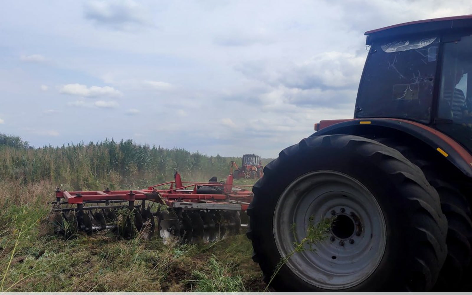 В Пинском районе уничтожили рекордную плантацию конопли весом 55 тонн