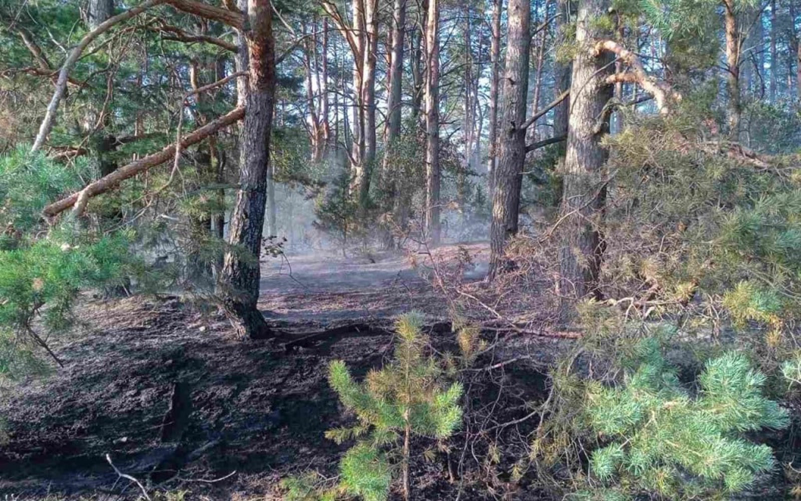 В Пинском и Ивановском районах запрет на посещение лесов с 17 августа