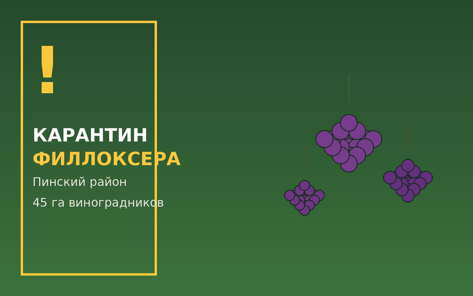 В Пинском районе сохраняется карантин из-за филлоксеры: под ограничениями 45 гектаров виноградников