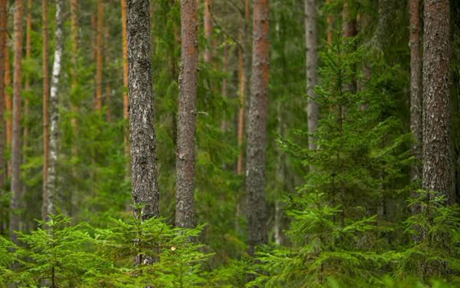 Лес в Беларуси — Белстат ко Дню работников леса