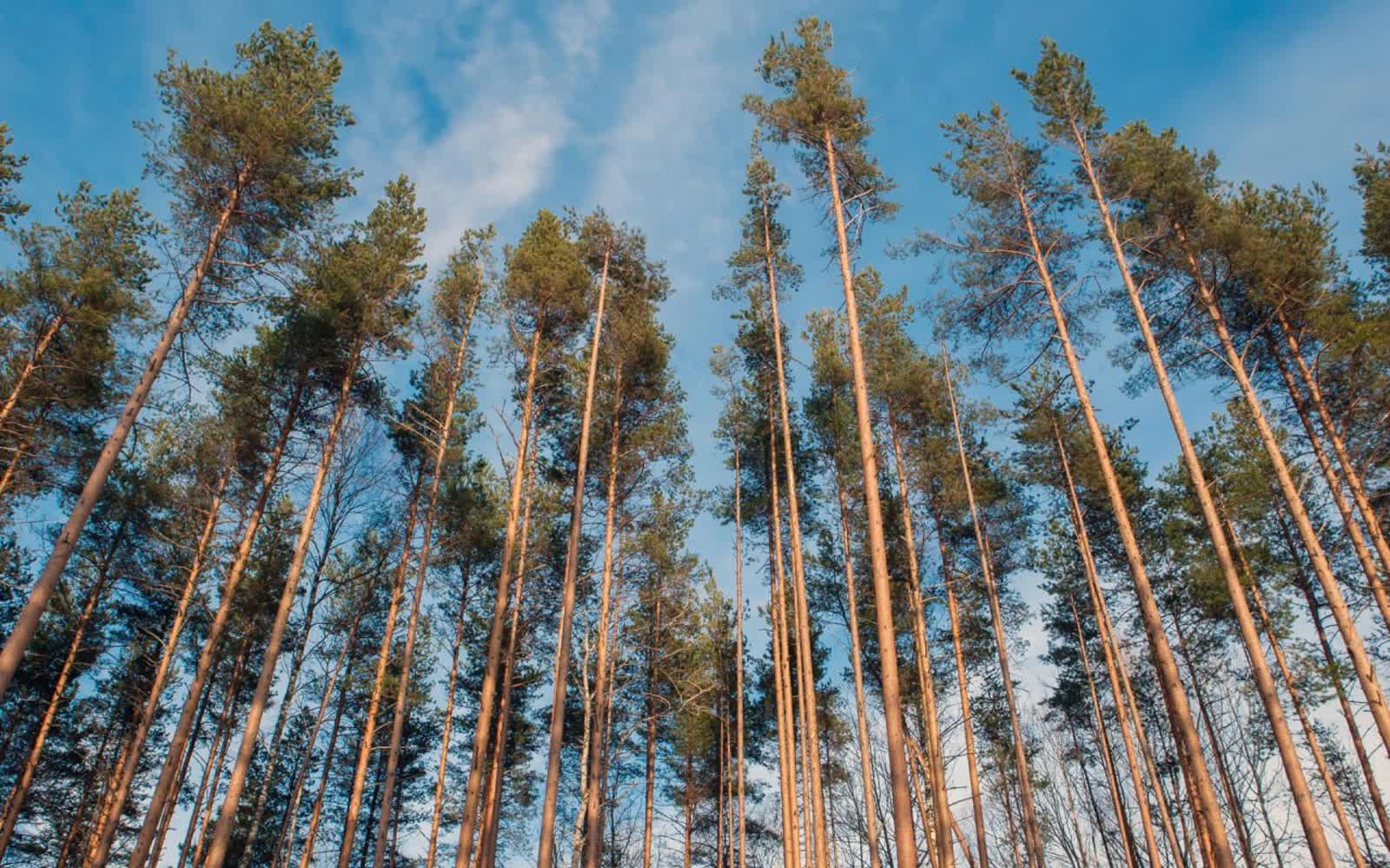 Ограничения на посещение лесов в Беларуси 7 сентября — Пинский район в зоне риска