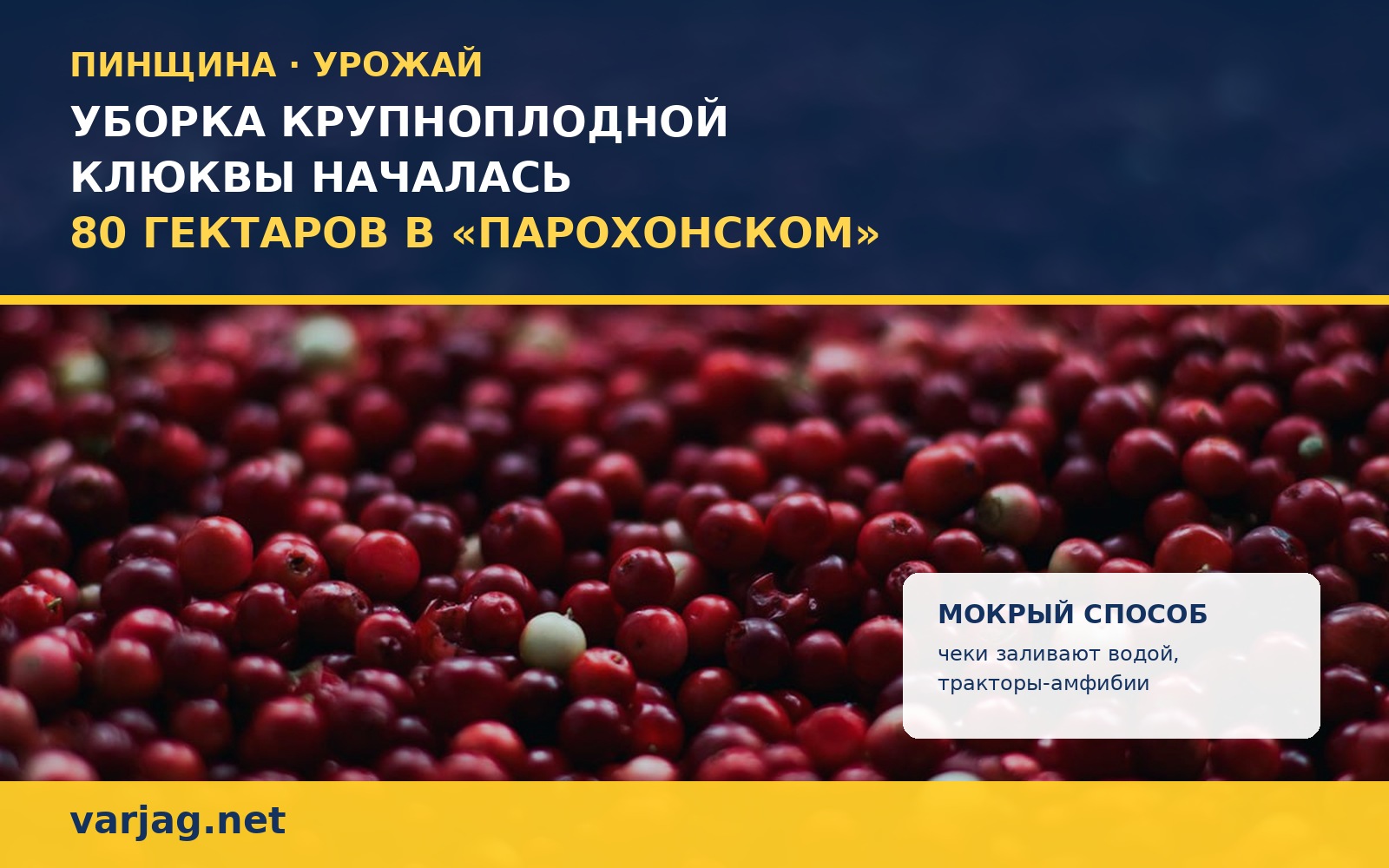 Уборка крупноплодной клюквы в ОАО «Парохонское» Пинского района